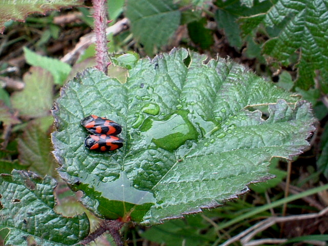 Lasiommata maera,Oreina cacaliae:insetti in Val Trompia